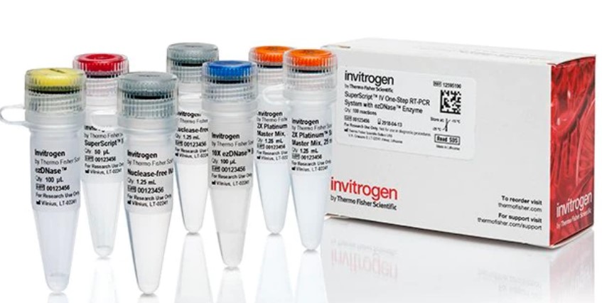 Invitrogen SuperScript IV One Step Real Time PCR EzDNase Enzimli